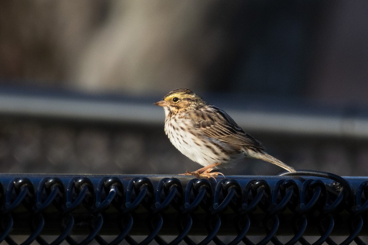 Savannah Sparrow - Sean Fahey