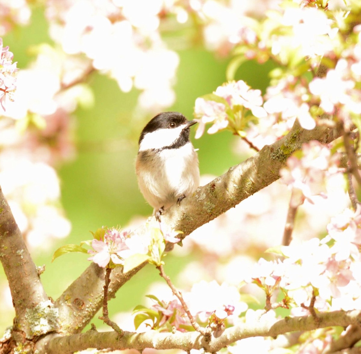 Black-capped Chickadee - Daniel DeLapp