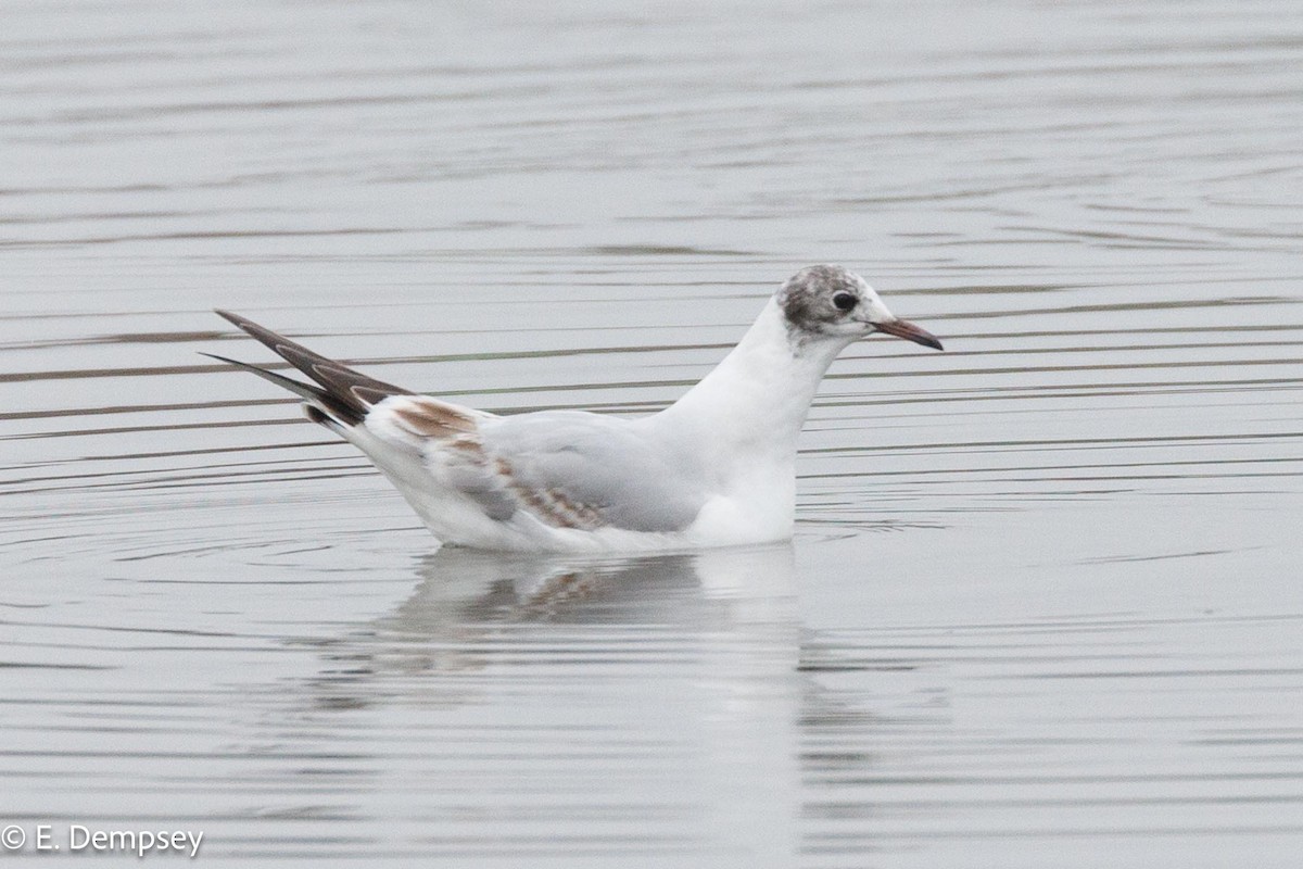 Black-headed Gull - Ethel Dempsey