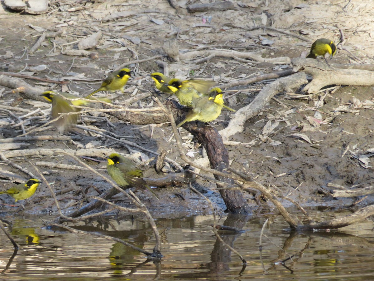 Yellow-tufted Honeyeater - John McRae