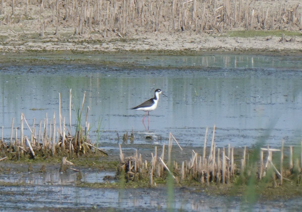 Black-necked Stilt - John Faber