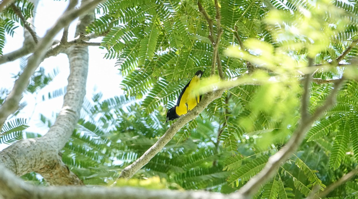 Scrub Euphonia - Laura Voight