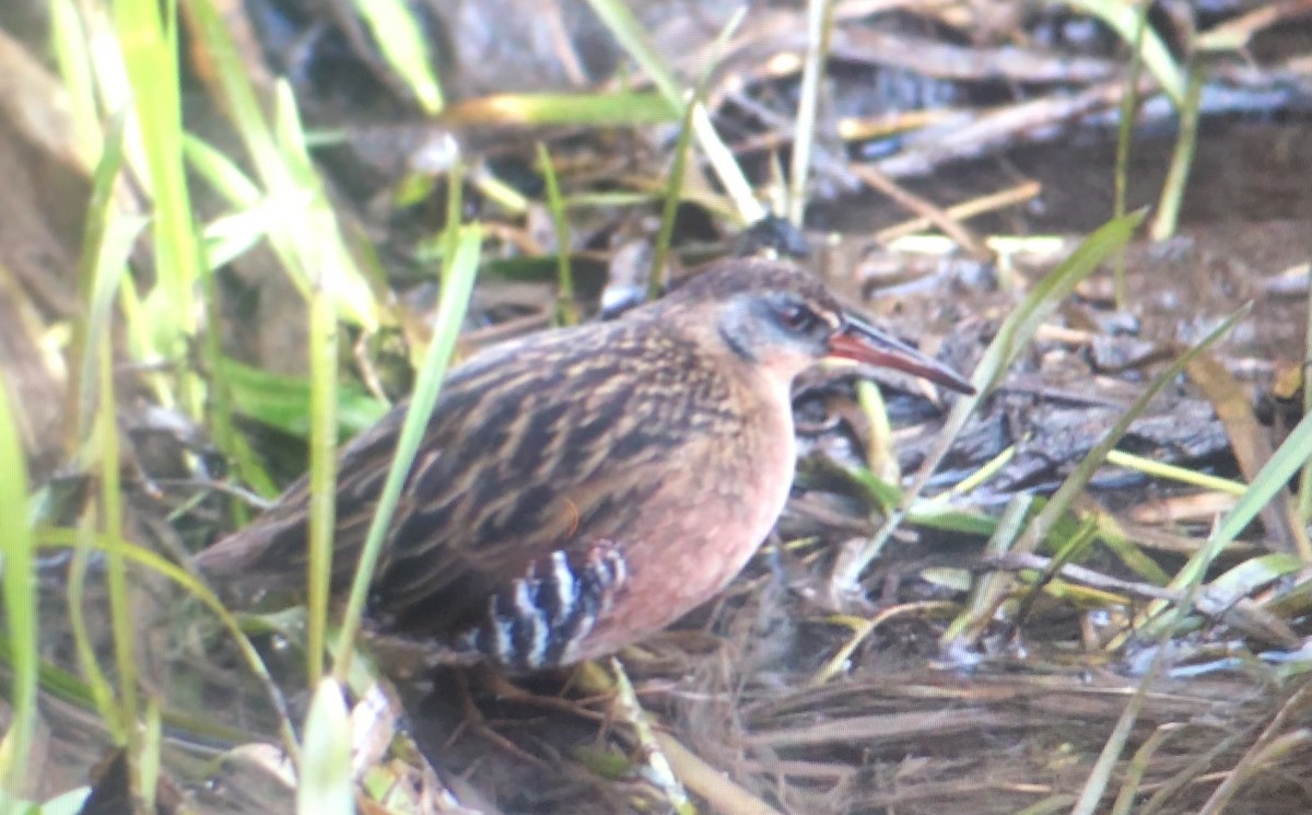 Virginia Rail - Vic Ritchie