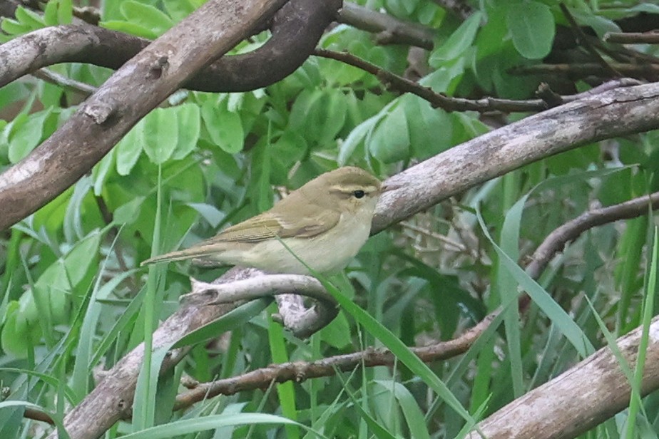 Greenish Warbler - ML619439787