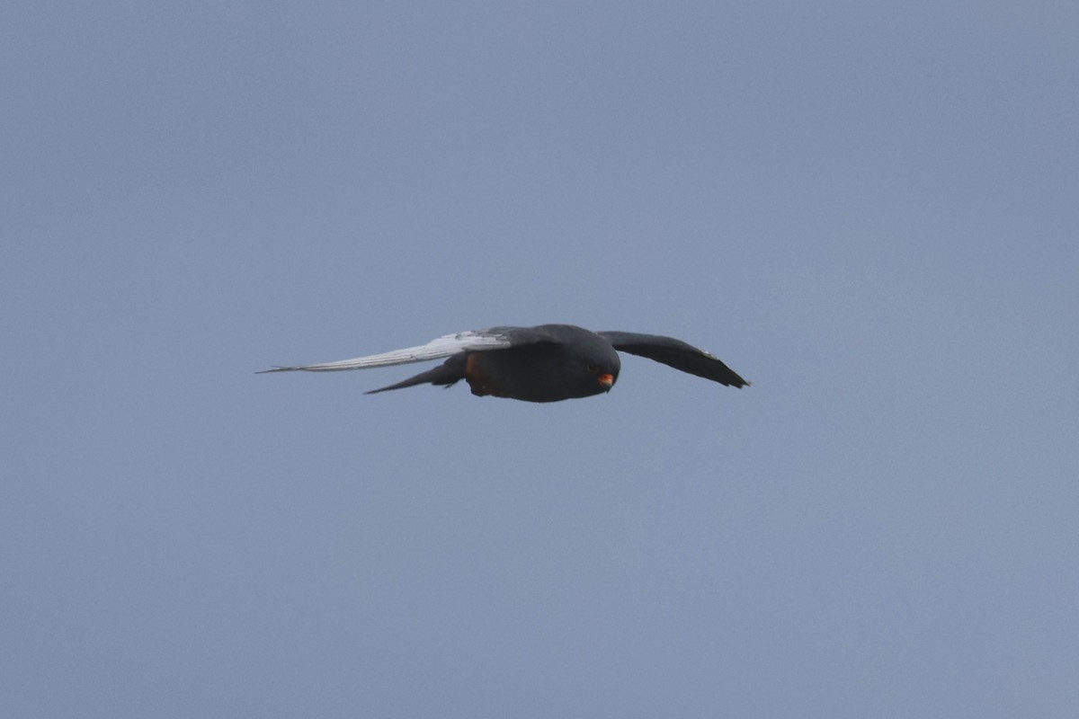 Red-footed Falcon - Charley Hesse TROPICAL BIRDING