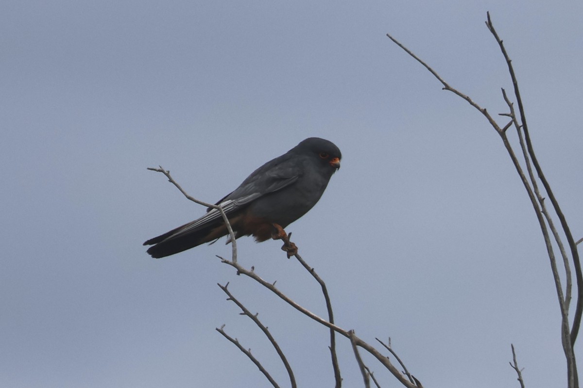 Red-footed Falcon - Charley Hesse TROPICAL BIRDING