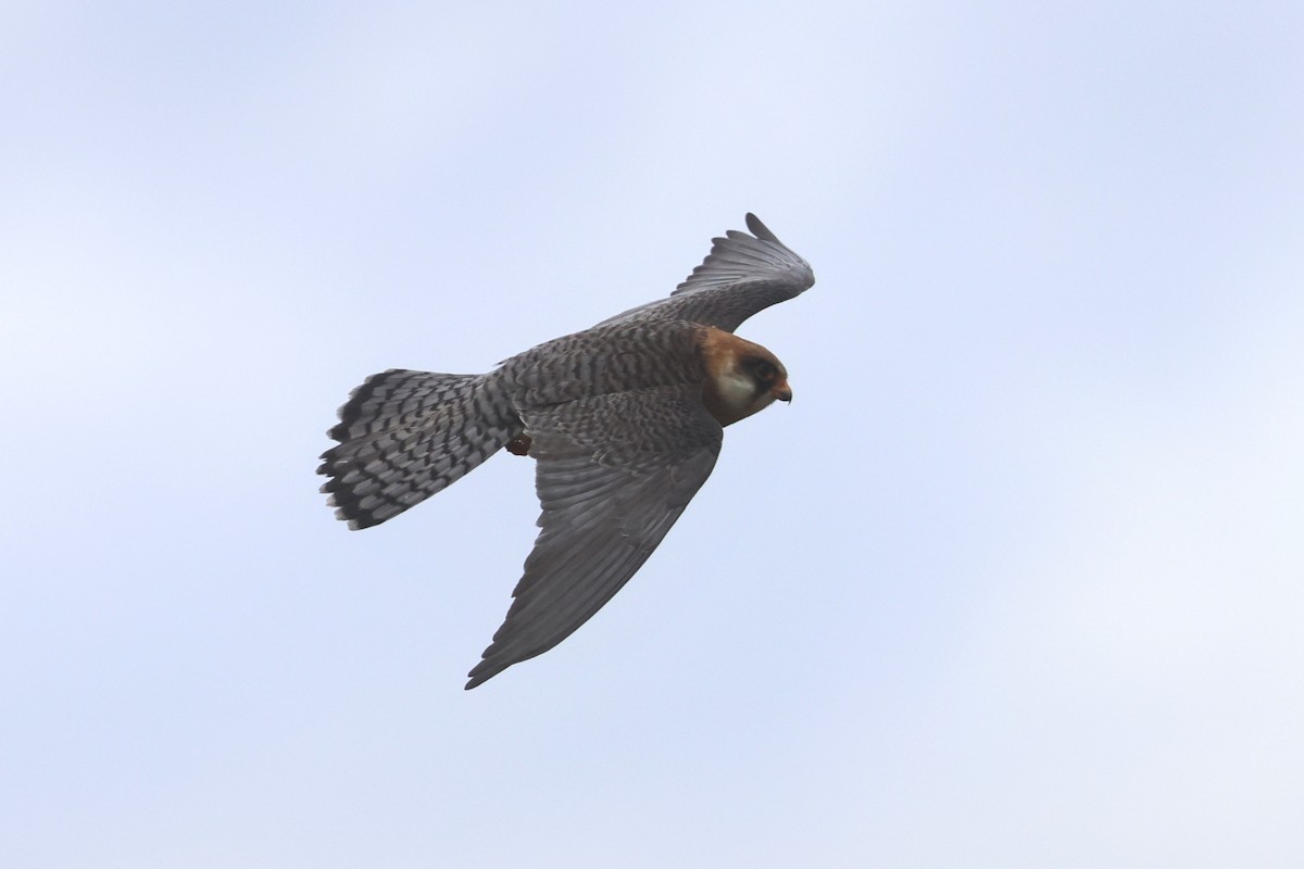 Red-footed Falcon - Charley Hesse TROPICAL BIRDING