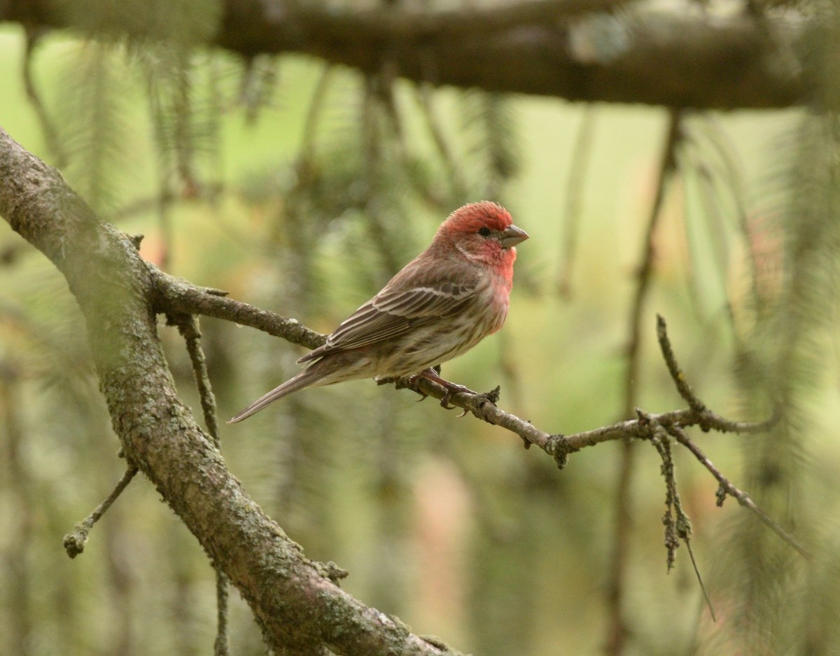 House Finch - Daniel DeLapp