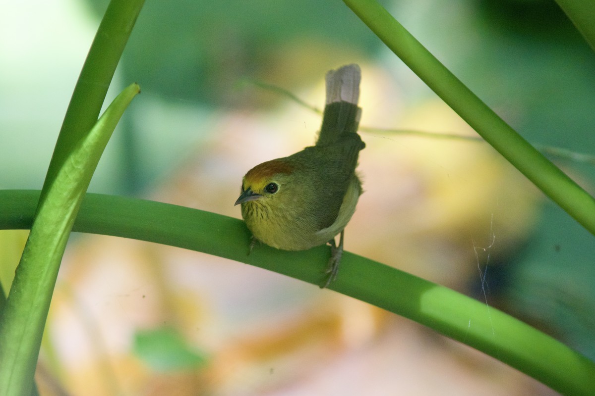 Rufous-capped Babbler - Alex Lin-Moore