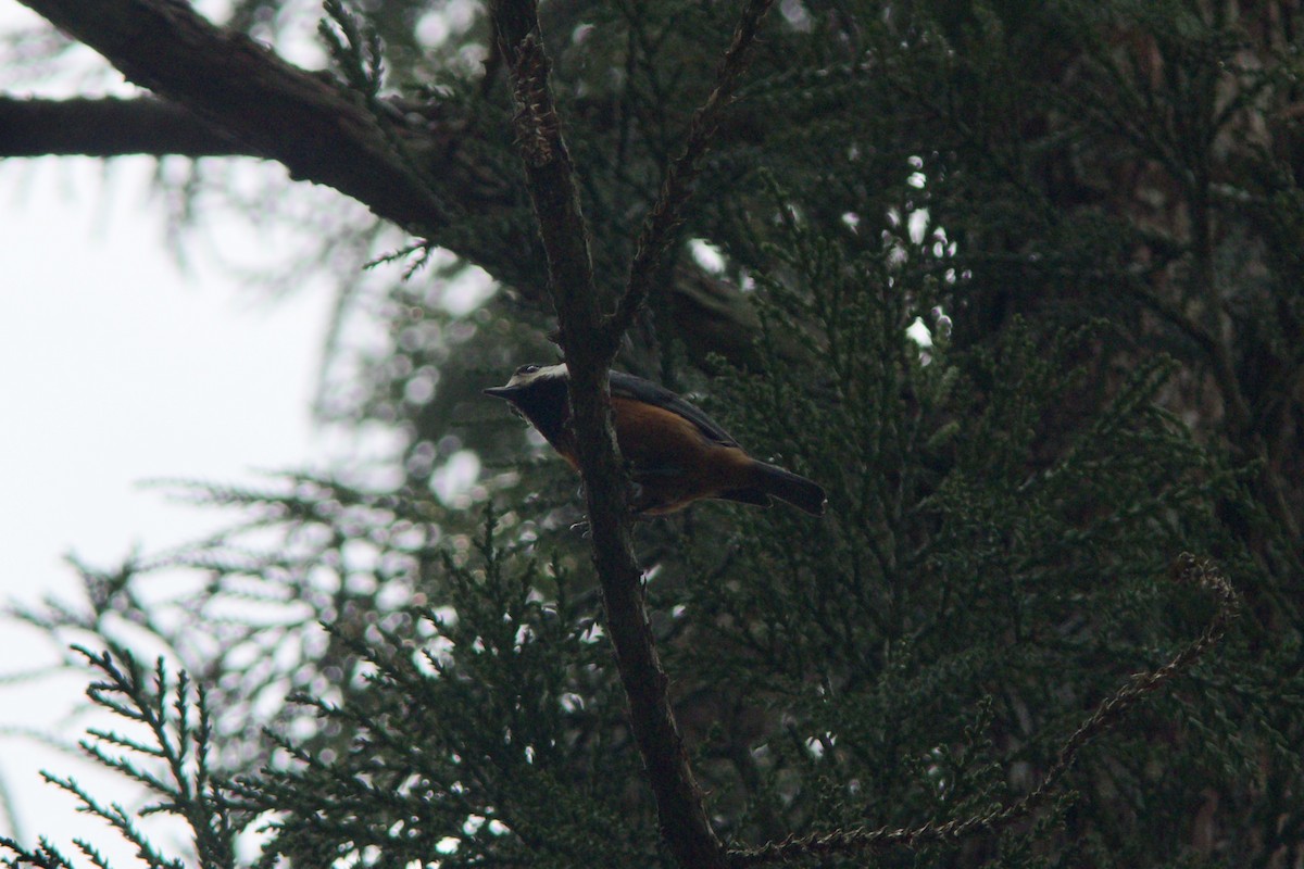 Chestnut-bellied Tit - Alex Lin-Moore