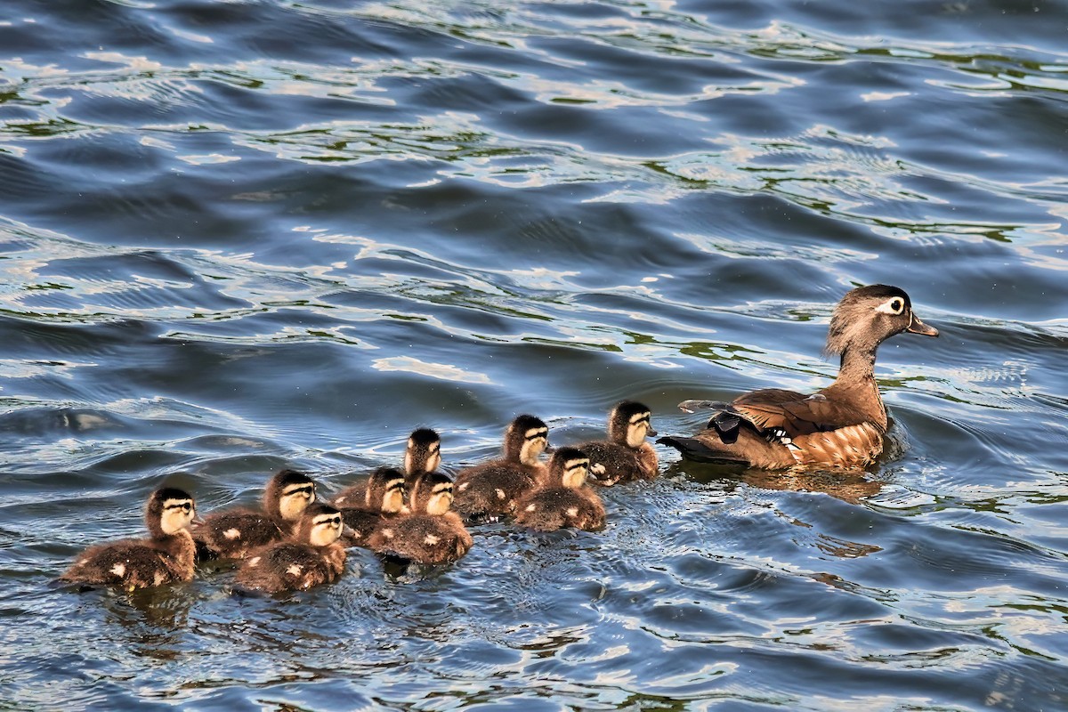 Wood Duck - Alan Mitchnick