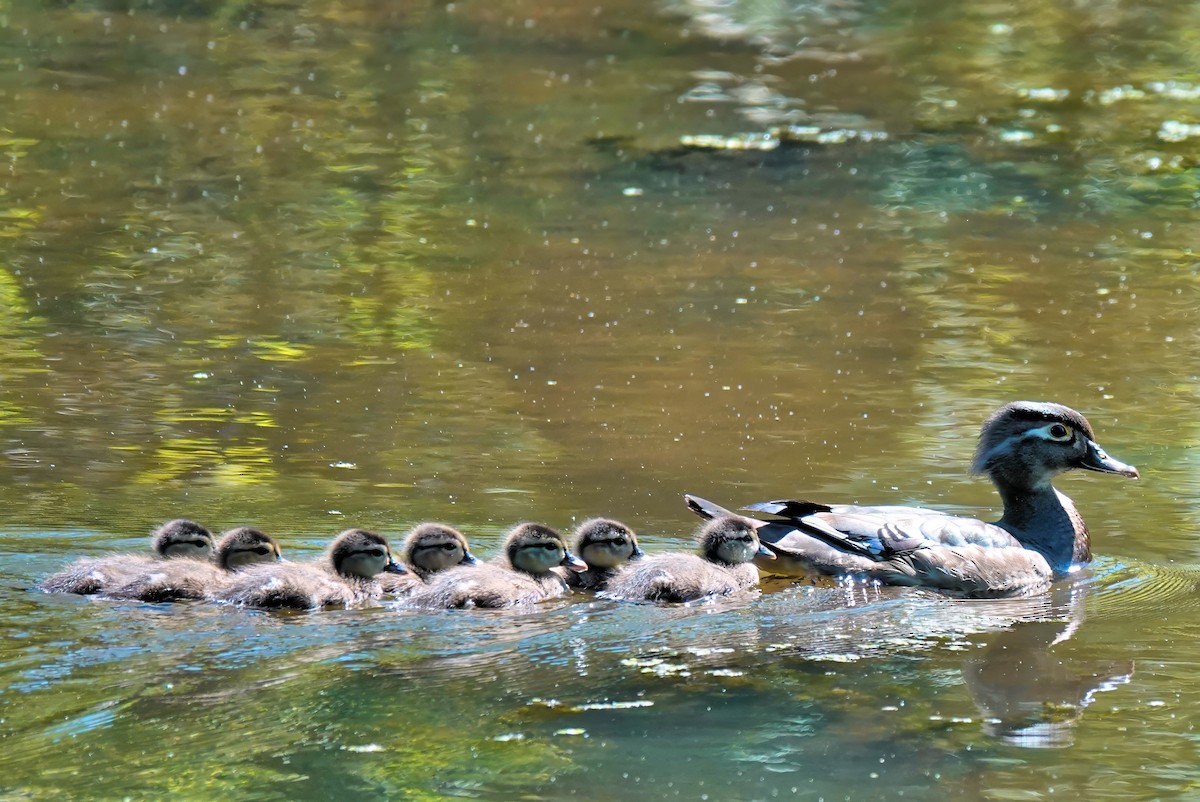 Wood Duck - Alan Mitchnick