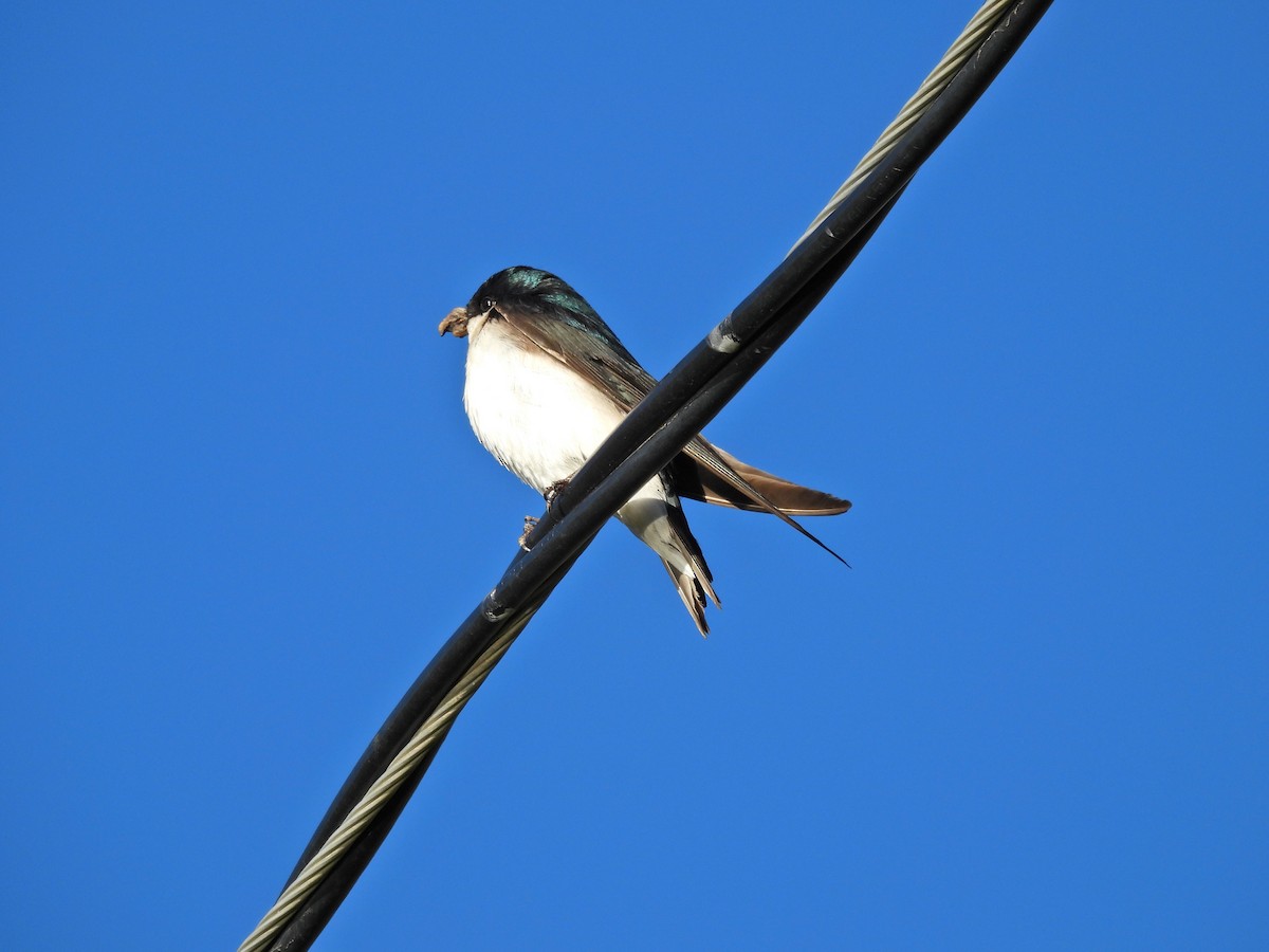 Tree Swallow - Spencer Hurt