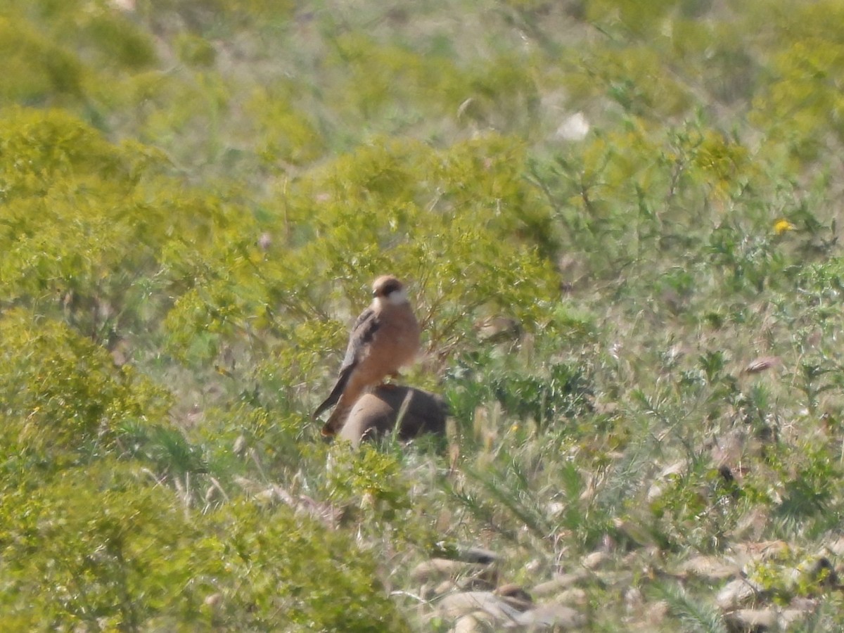 Red-footed Falcon - karen  leonhardt