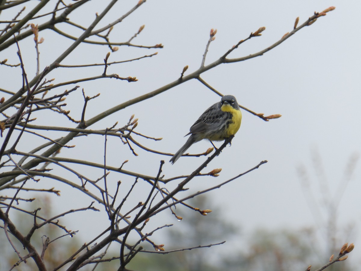 Kirtland's Warbler - John Faber