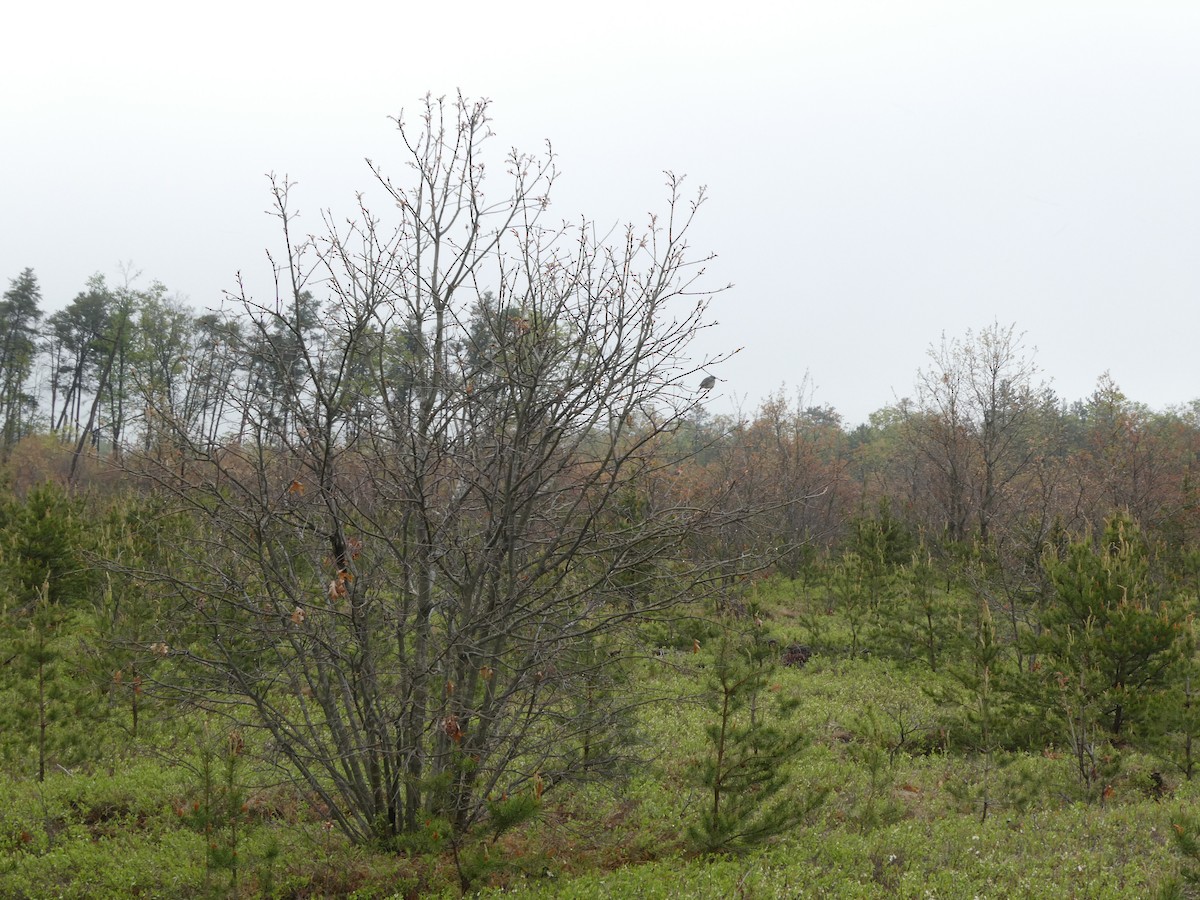 Kirtland's Warbler - John Faber