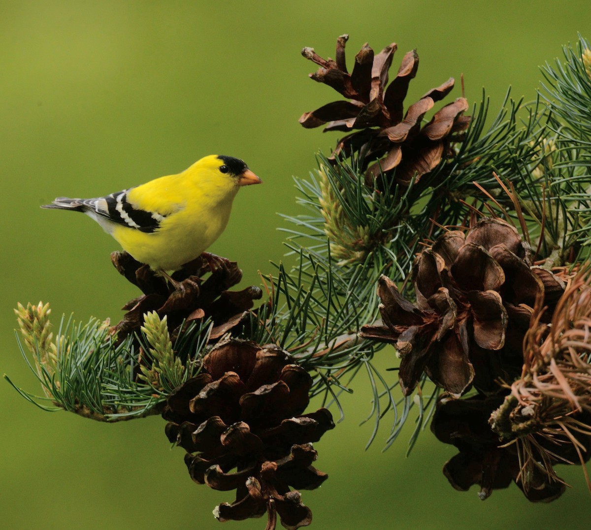 American Goldfinch - Daniel DeLapp