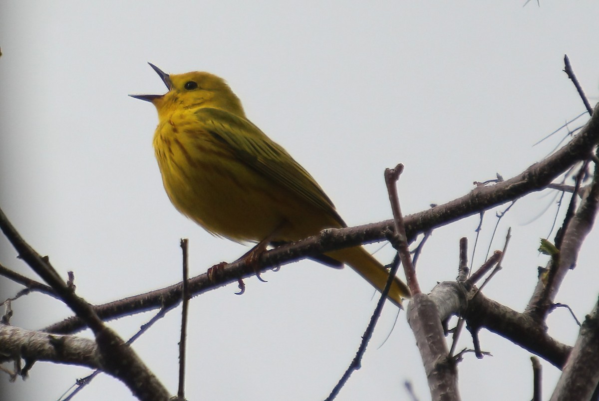 Yellow Warbler - Elaine Cassidy