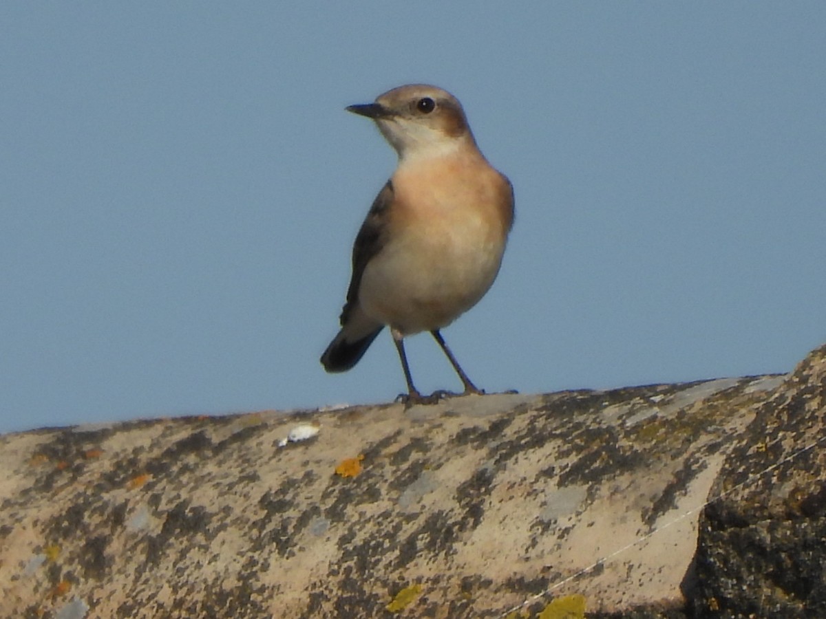 Western Black-eared Wheatear - karen  leonhardt