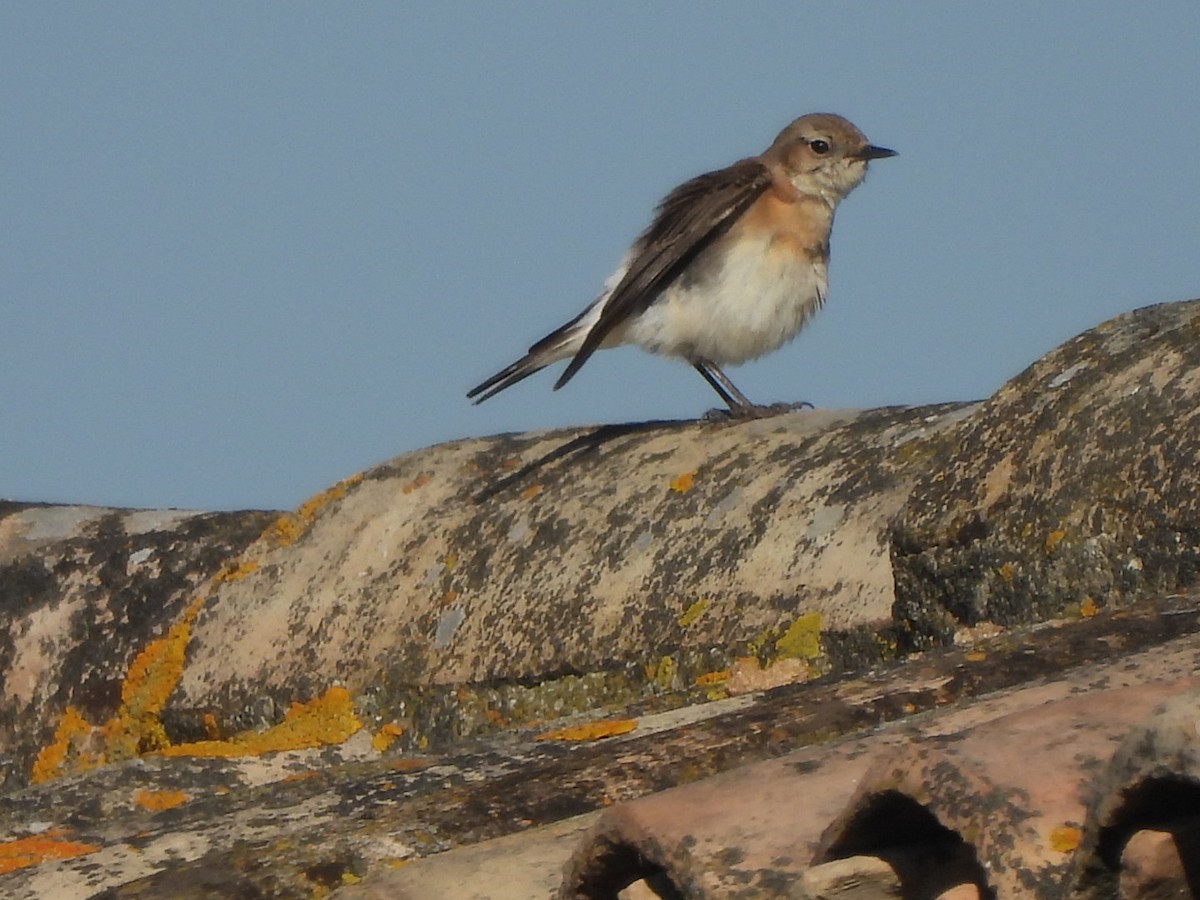 Western Black-eared Wheatear - karen  leonhardt