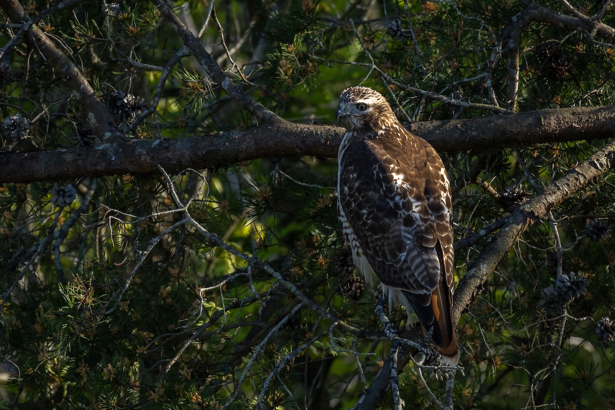 Red-tailed Hawk - ML619439881