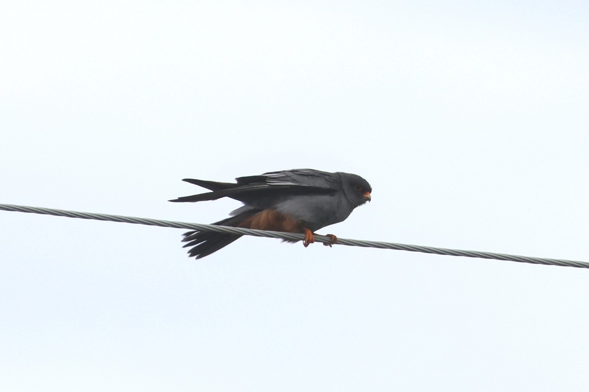 Red-footed Falcon - Charley Hesse TROPICAL BIRDING