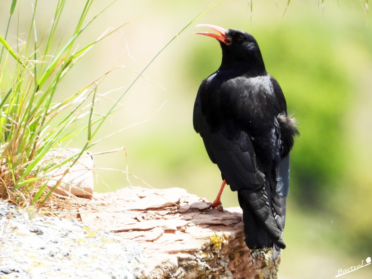 Red-billed Chough - J. Alfonso Diéguez Millán 👀