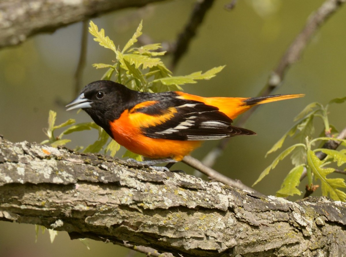 Baltimore Oriole - Daniel DeLapp