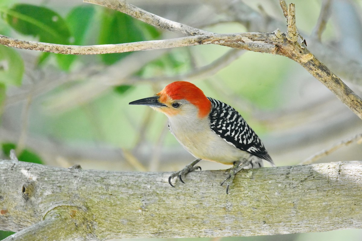 Red-bellied Woodpecker - Anna Zizak