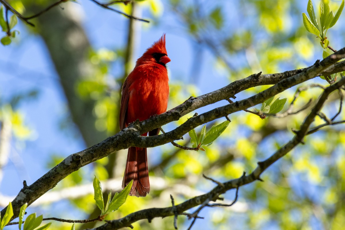 Northern Cardinal - Sean Fahey