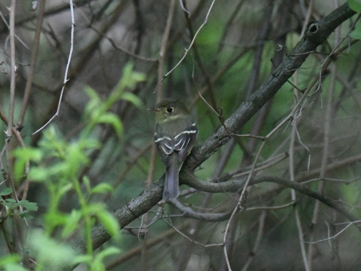 Yellow-bellied Flycatcher - Austin Rice