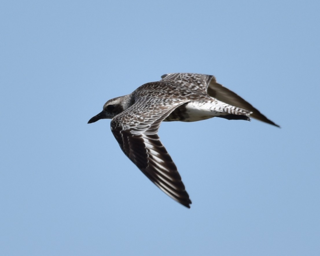 Black-bellied Plover - Lynn Kohler