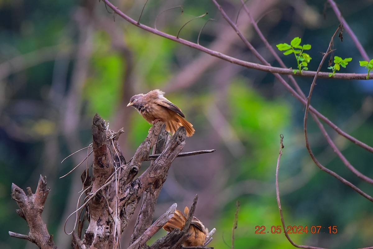 Jungle Babbler - Sanjana Kajawe