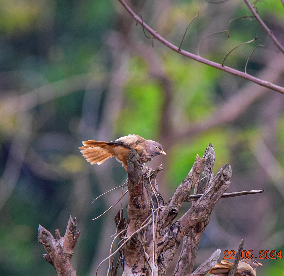 Jungle Babbler - Sanjana Kajawe