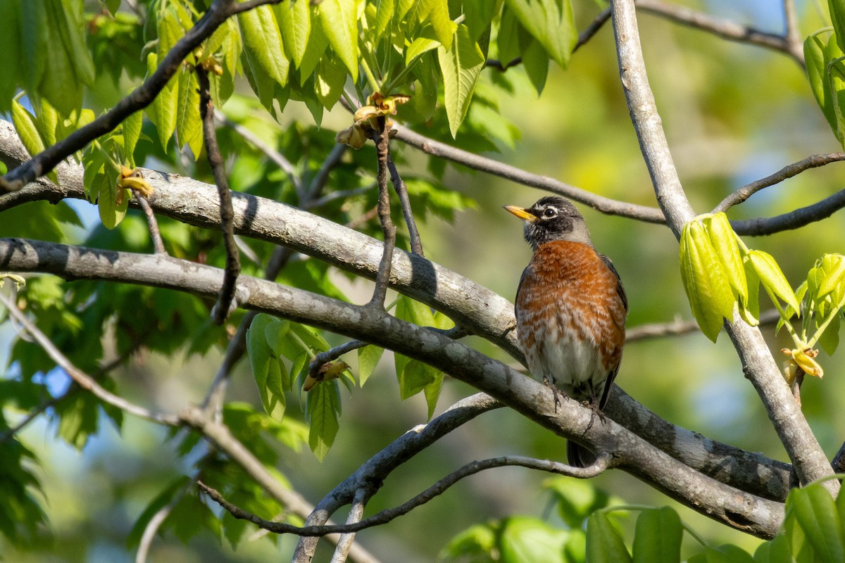 American Robin - ML619439916