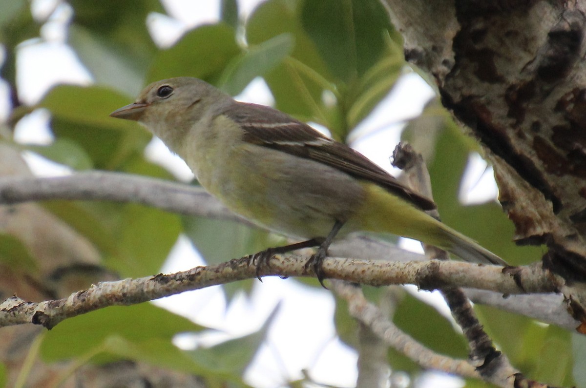 Western Tanager - Elaine Cassidy