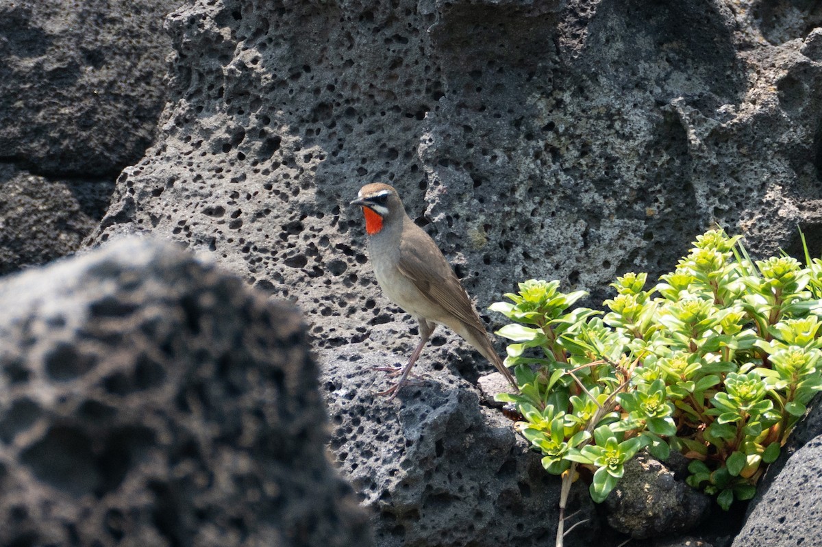 Siberian Rubythroat - Fran Kim