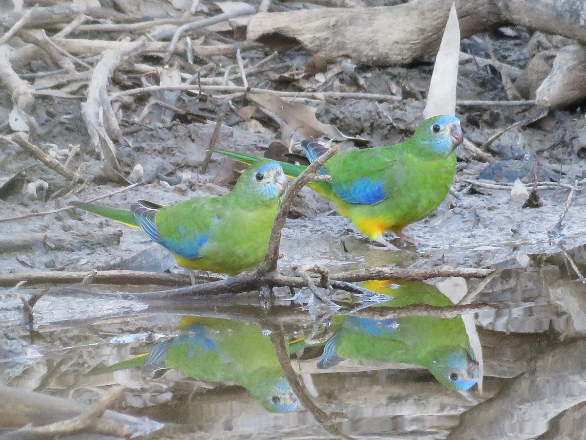 Turquoise Parrot - John McRae