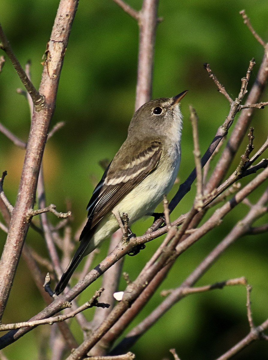 Willow Flycatcher - John  Cameron