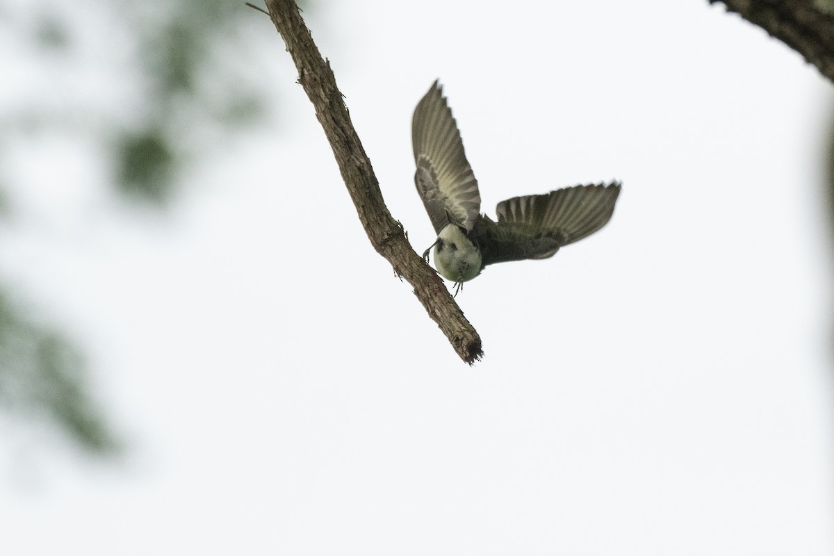 Eastern Kingbird - John Mann