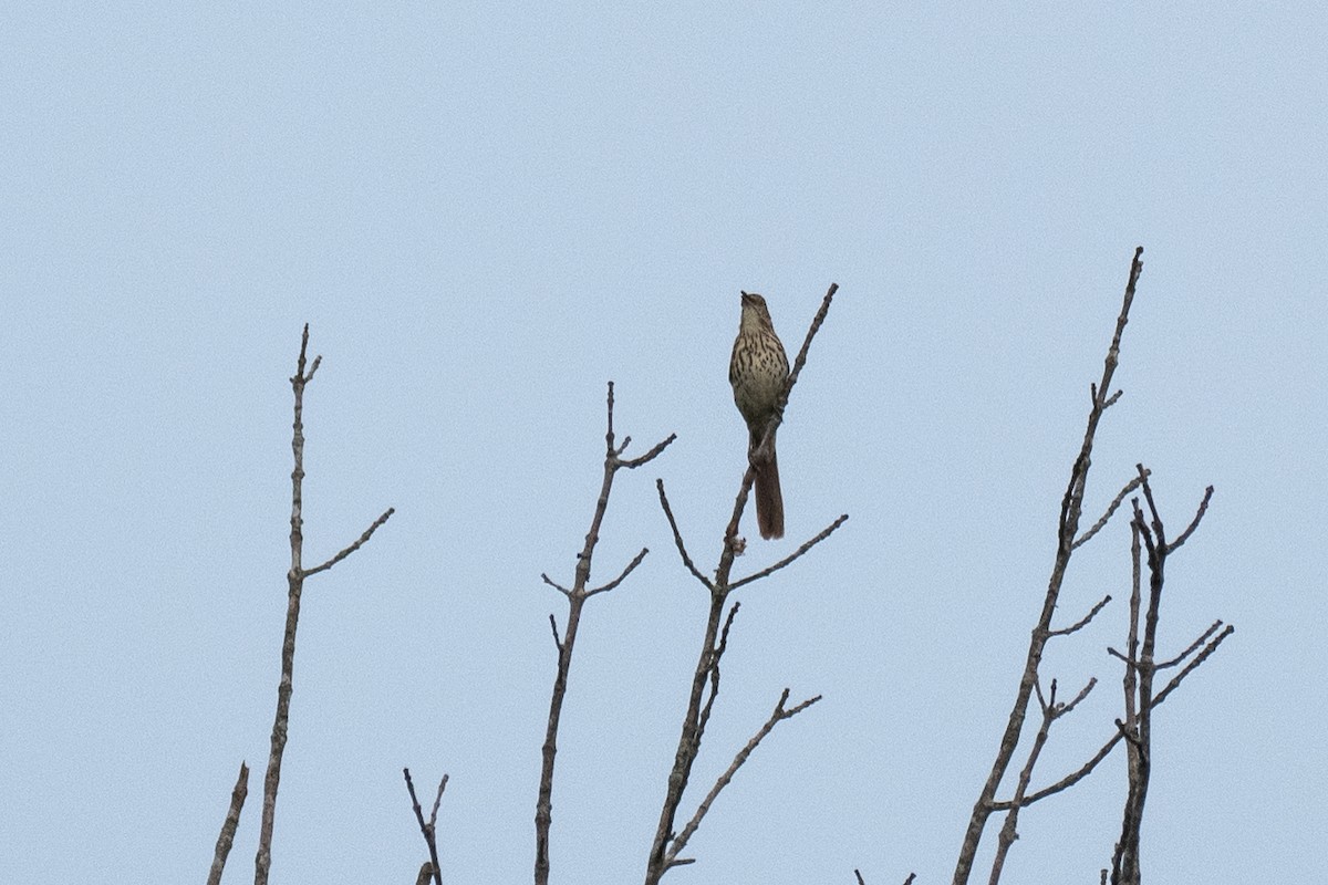 Brown Thrasher - John Mann