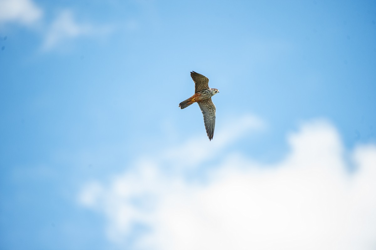 Eurasian Hobby - Detlef Koch