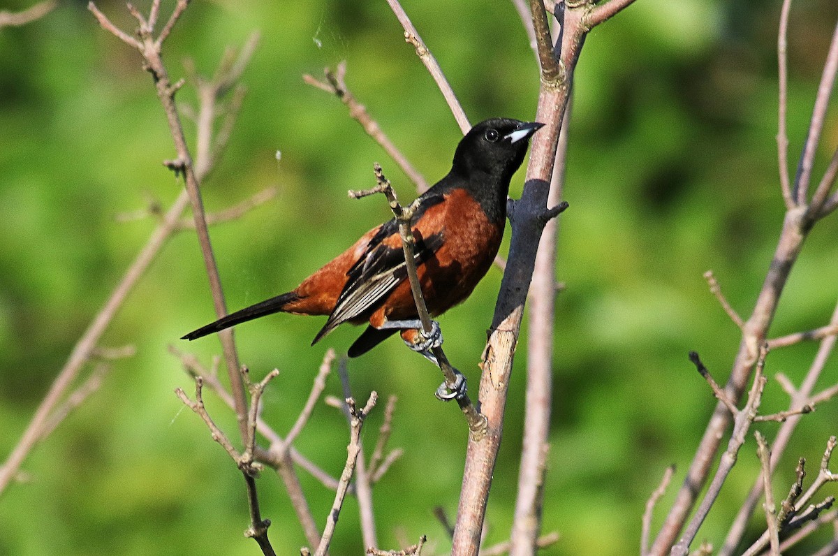 Orchard Oriole - John  Cameron