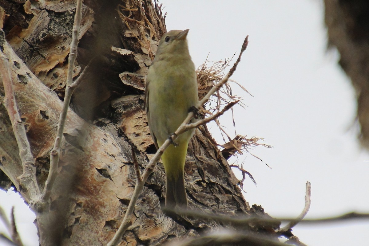 Western Tanager - Elaine Cassidy