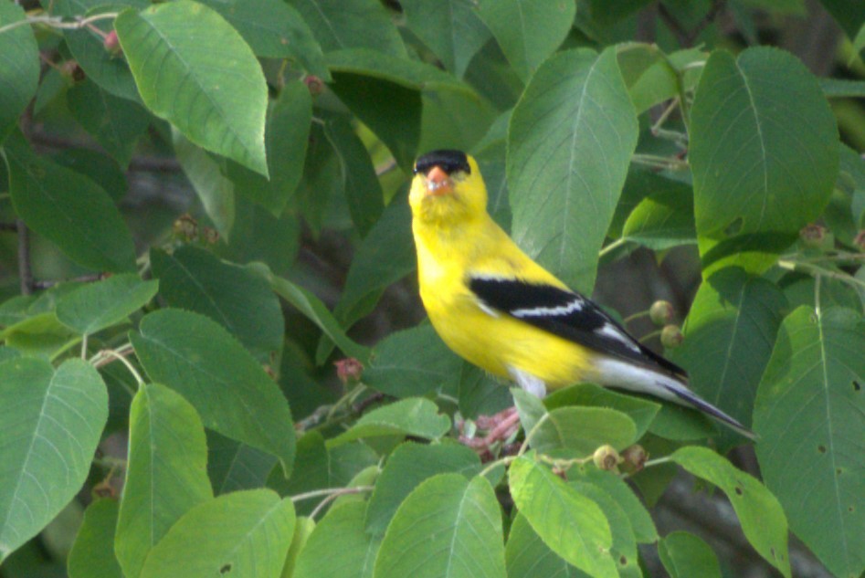 American Goldfinch - Julie Perry