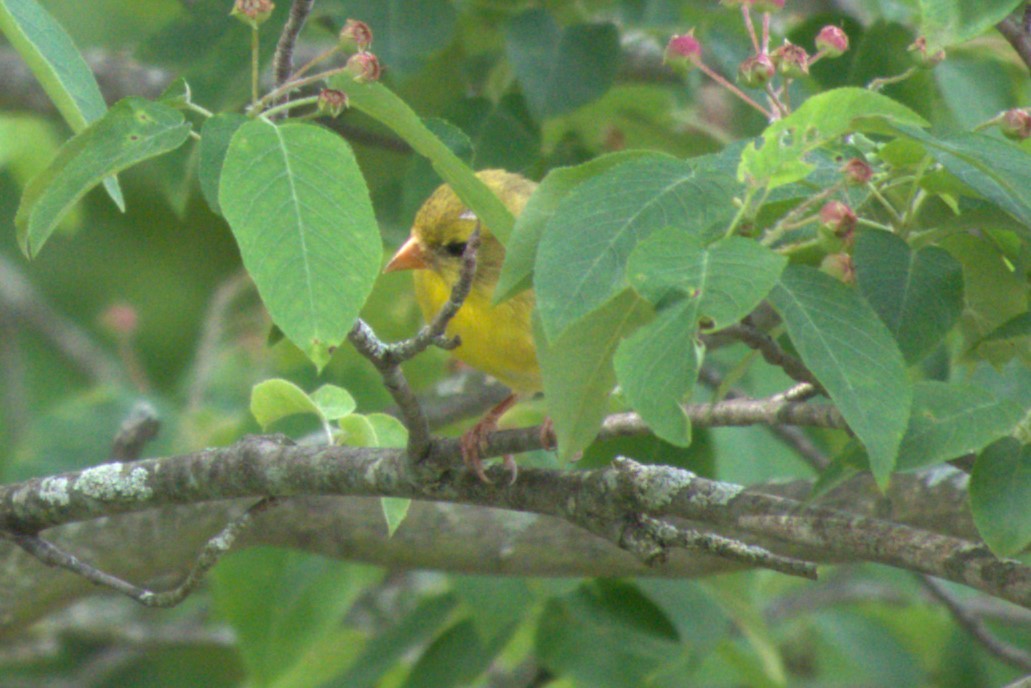 American Goldfinch - Julie Perry