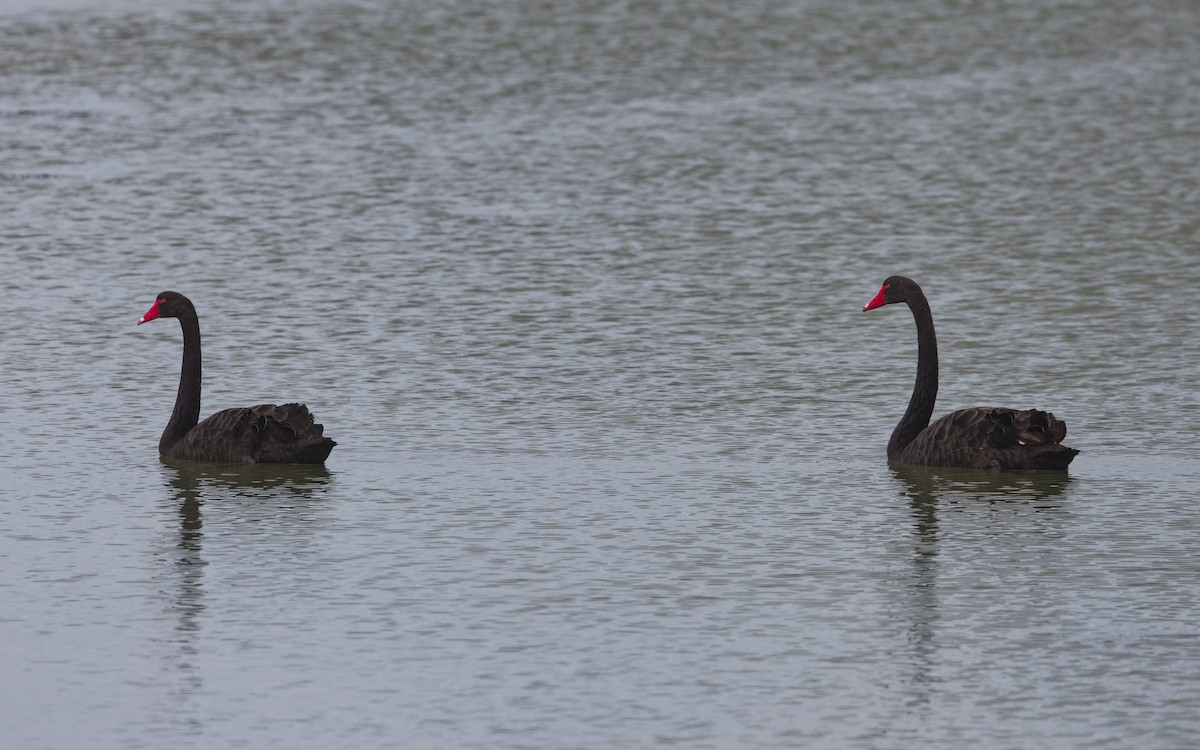 Black Swan - Angus Wilson