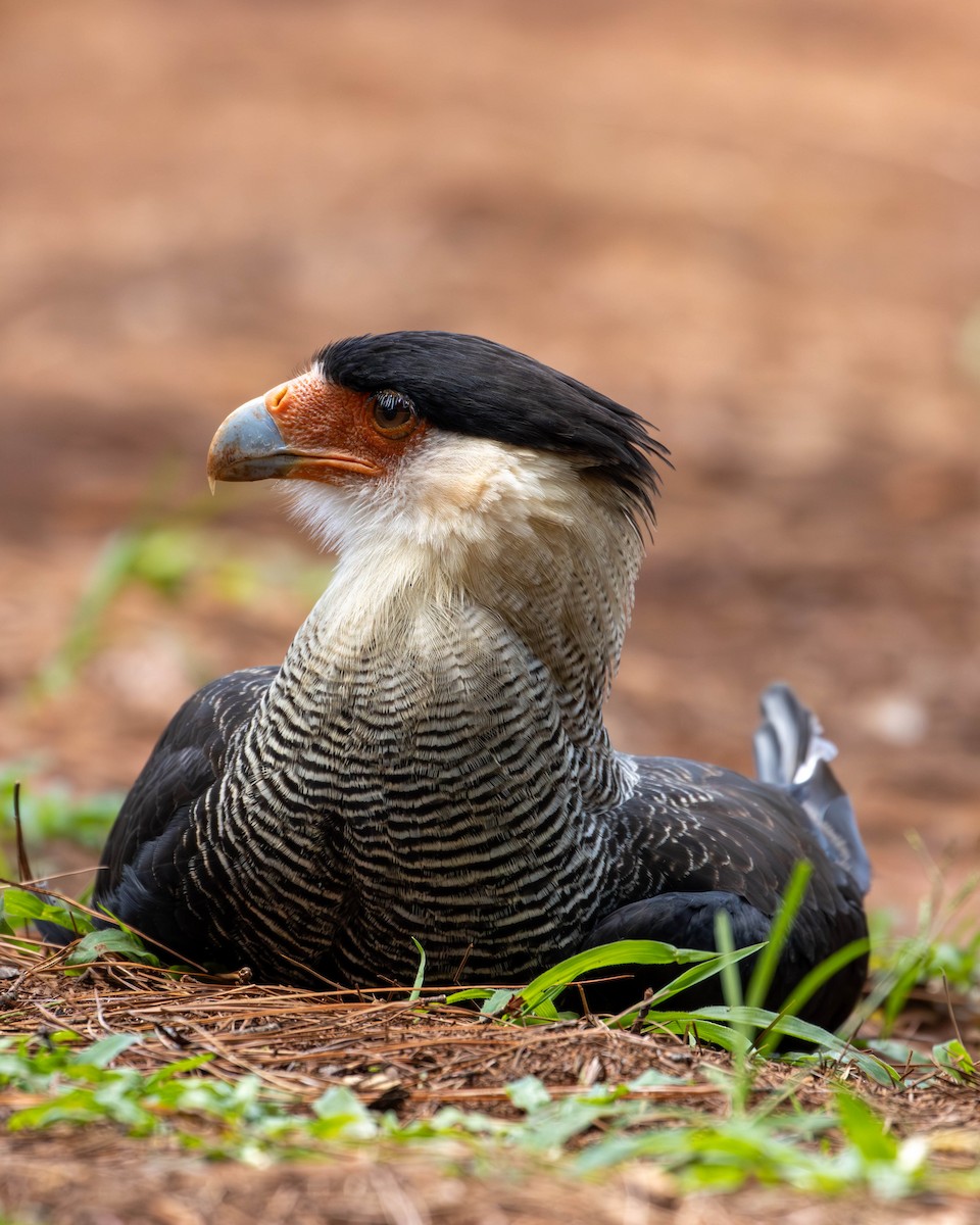 Crested Caracara - Katia Oliveira