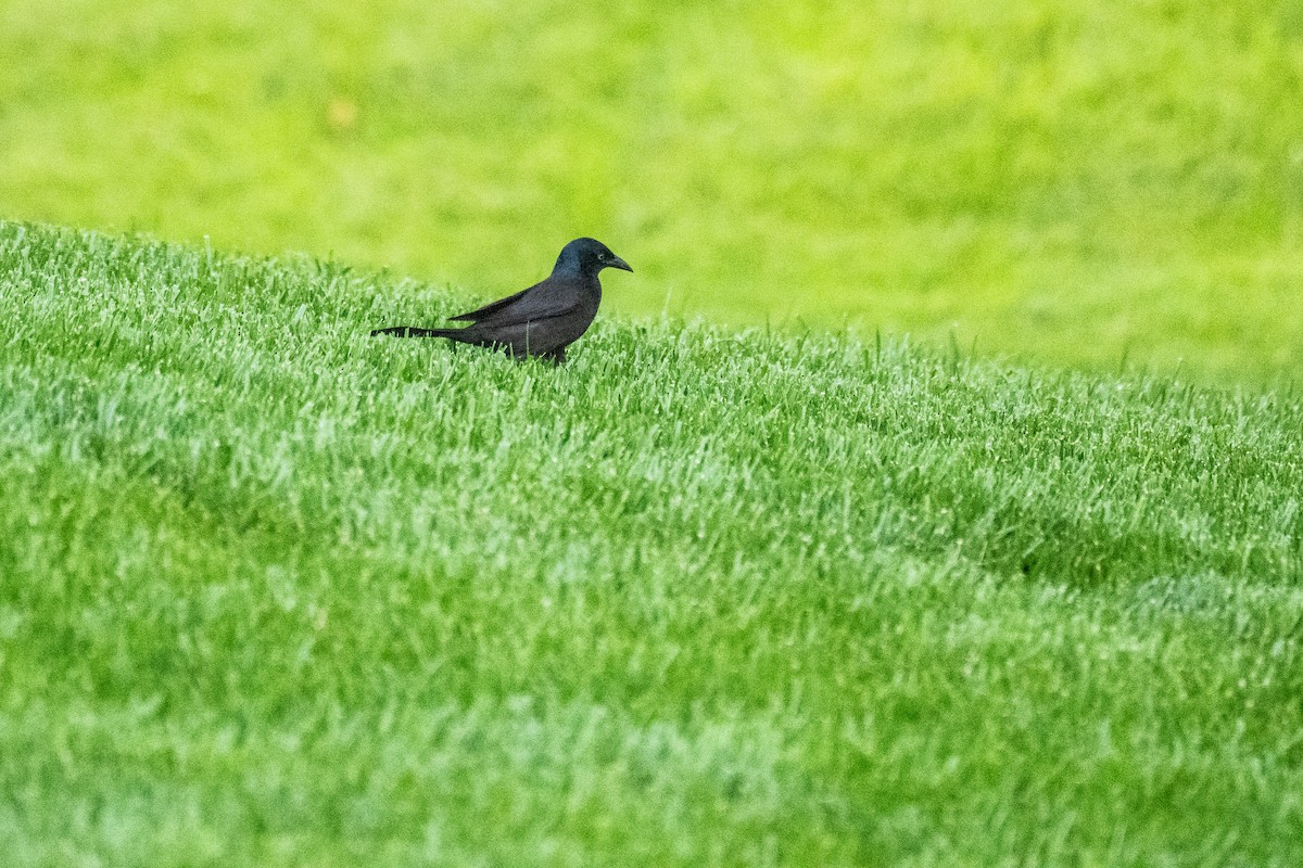 Common Grackle - John Mann