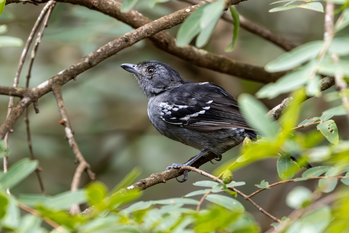 Variable Antshrike - Katia Oliveira